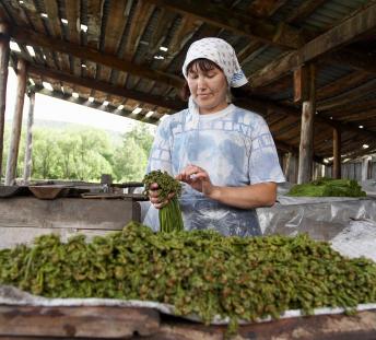 Продам действующий бизнес. Дикоросы. Производство